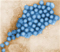 Norovirus, image courtesy of the Centers for Disease Control